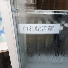 Scleromitrion diffusum