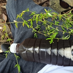 Scleromitrion diffusum