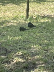 Columba livia domestica