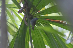 Cyanoderma erythropterum