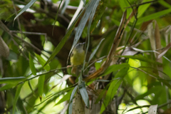 Abroscopus superciliaris
