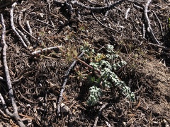 Lomatium martindalei