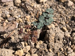 Lomatium martindalei