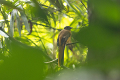 Harpactes duvaucelii