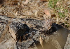 Hipparchia statilinus