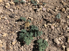 Lomatium martindalei
