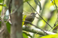 Alophoixus ochraceus