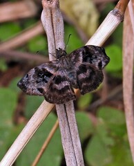 Ebrietas anacreon anacreon