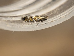 Macrosaccus robiniella