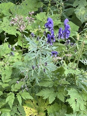 Aconitum variegatum
