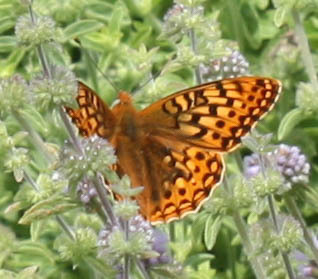 Zerene Fritillary
