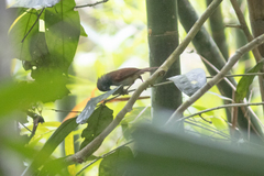 Cyanoderma erythropterum