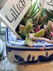 Anacampseros rufescens