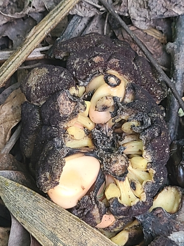 Image of Zamia erosa by (c) ritirene, some rights reserved (CC BY)