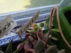 Anacampseros rufescens