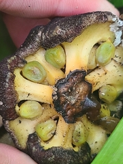 Zamia erosa