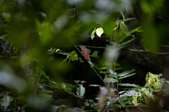 Cyanoderma erythropterum