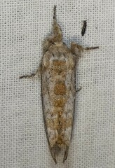 Dasychira atrivenosa