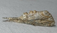 Dasychira atrivenosa