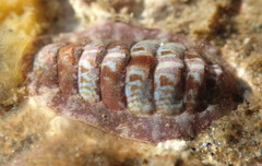 Boreochiton ruber