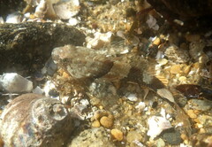 Myoxocephalus aenaeus