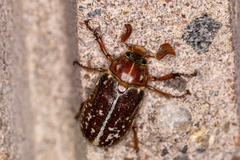 Polyphylla variolosa