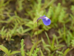 Utricularia graminifolia
