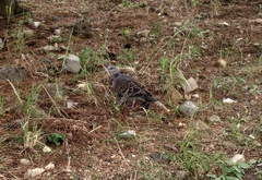 Streptopelia orientalis