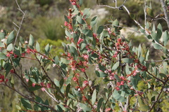 Hakea neurophylla
