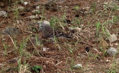 Streptopelia orientalis