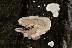 Datronia brunneoleuca