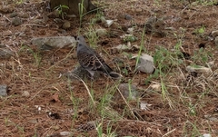 Streptopelia orientalis