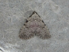 Dyspyralis puncticosta