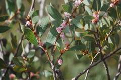 Hakea neurophylla