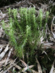 Huperzia quasipolytrichoides