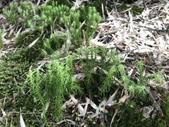 Huperzia quasipolytrichoides