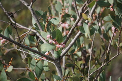 Hakea neurophylla