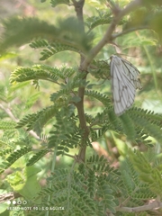 Neuromelia selectata