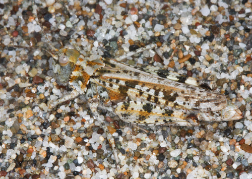 Little Buzzer Grasshopper photo 5