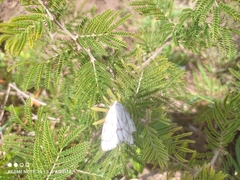 Neuromelia selectata