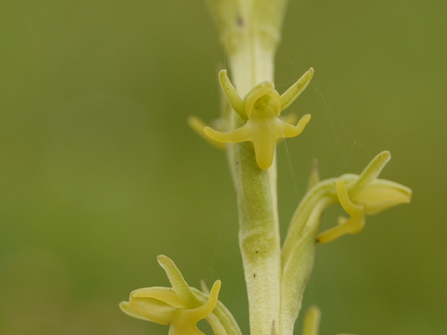 Dense Peristylus (Peristylus densus)