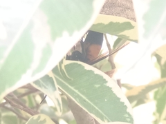 Vespa affinis