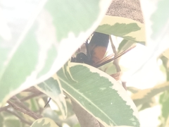 Vespa affinis