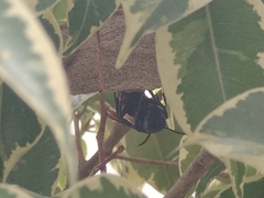Vespa affinis