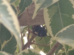 Vespa affinis