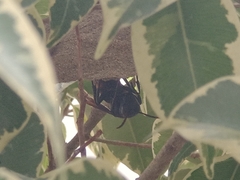Vespa affinis