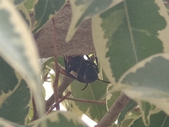 Vespa affinis
