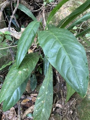 Anthurium crenatum