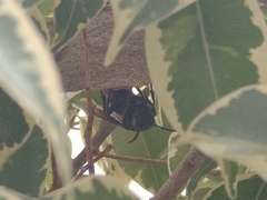 Vespa affinis