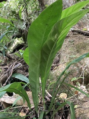 Anthurium crenatum